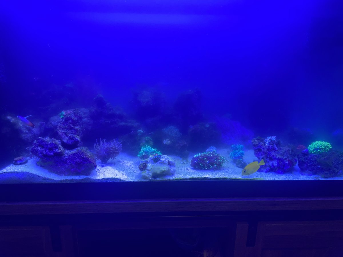 What filter floss do you use?  REEF2REEF Saltwater and Reef