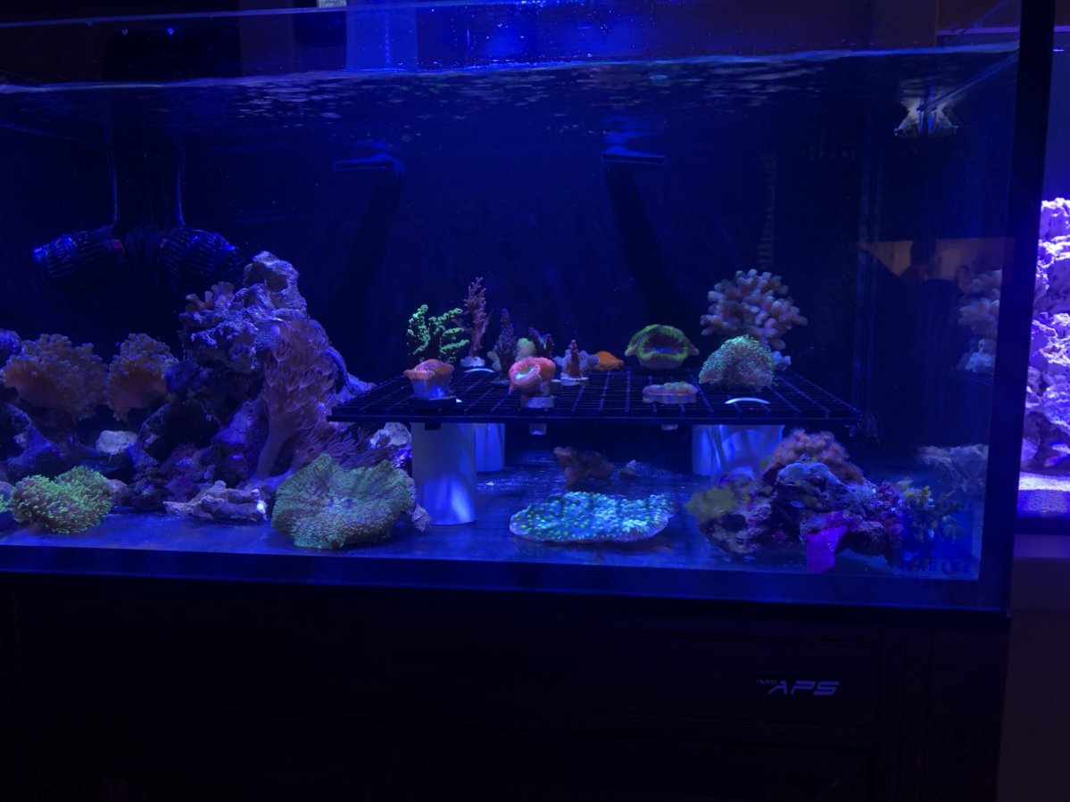 What separates aquarists with thriving tanks vs those that are falling ...