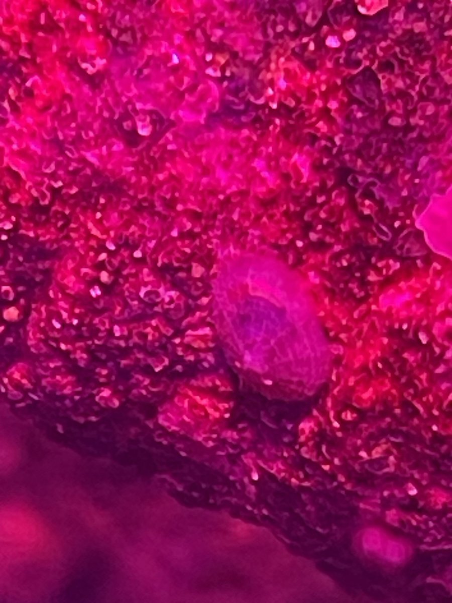 IMG_0661.jpeg