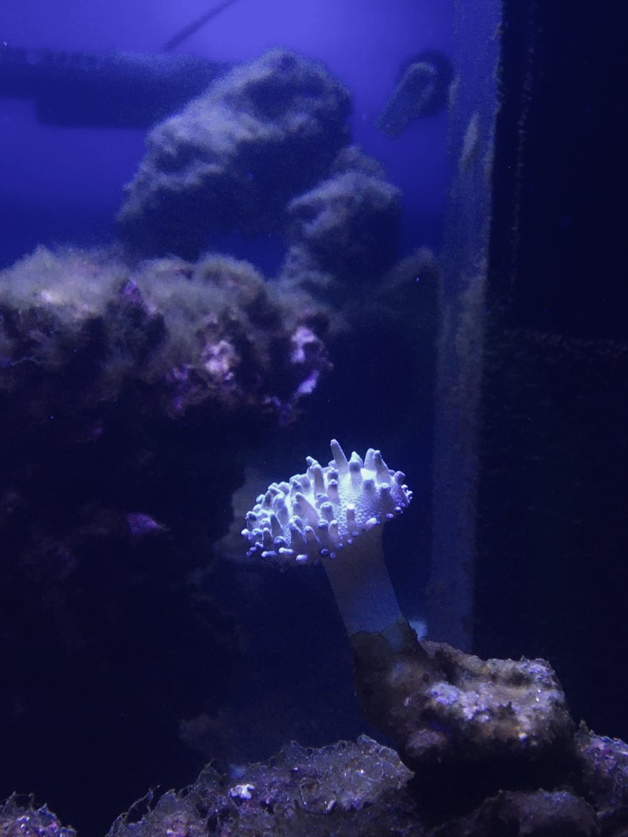Toadstool just grumpy, or is it something else? | Reef2Reef
