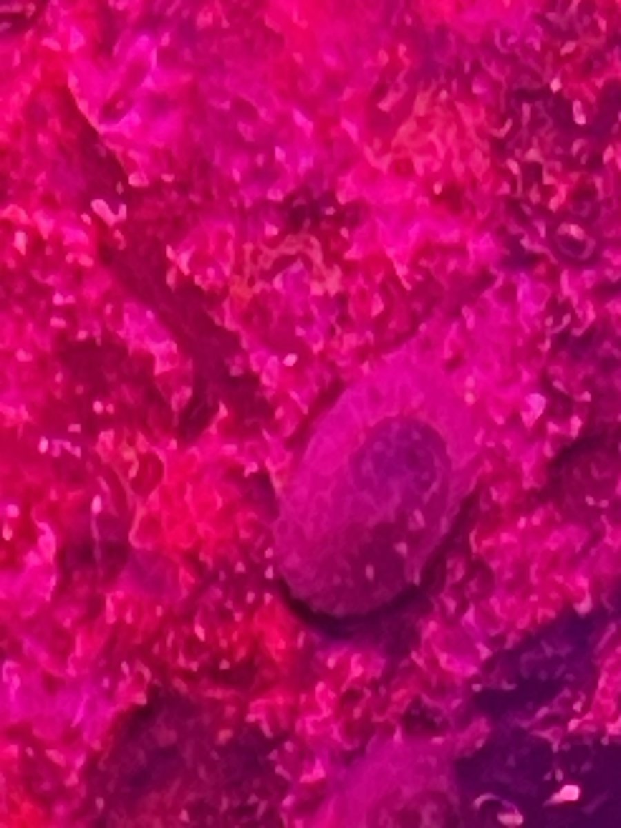 IMG_0662.jpeg