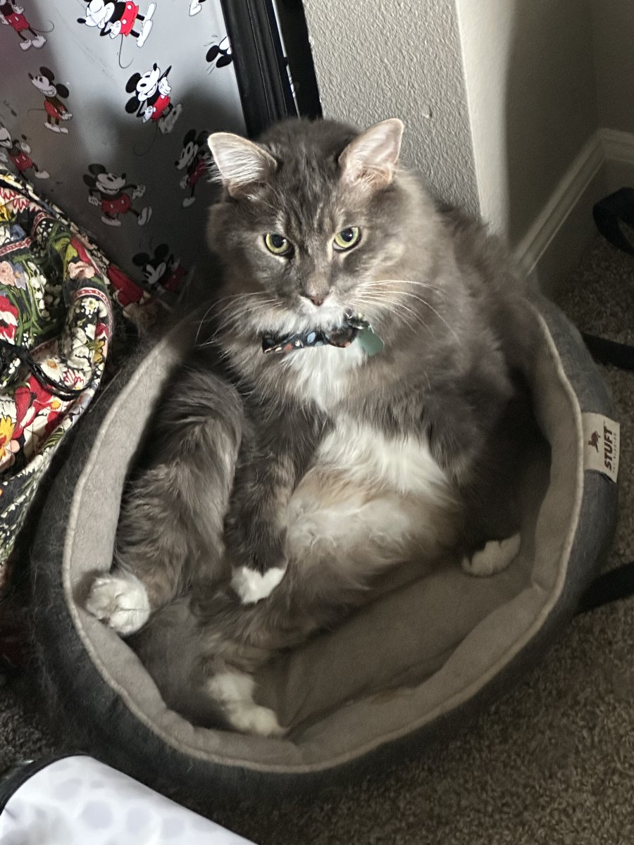 Cats and ammonia online