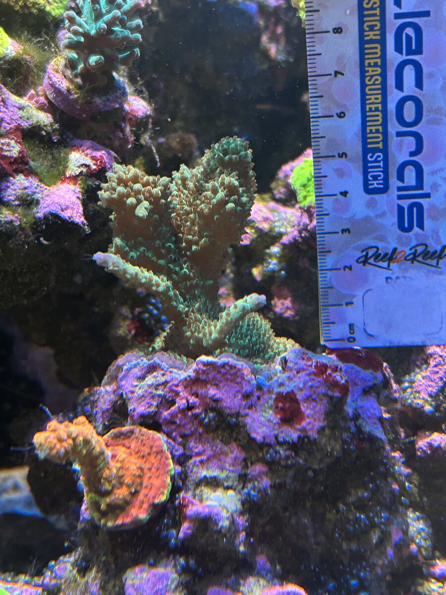 IMG_0717.jpeg