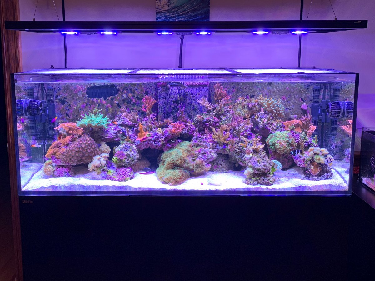 Build Thread New Guy With A Red Sea Reefer 450 Build Page 2 Reef2reef Saltwater And Reef Aquarium Forum