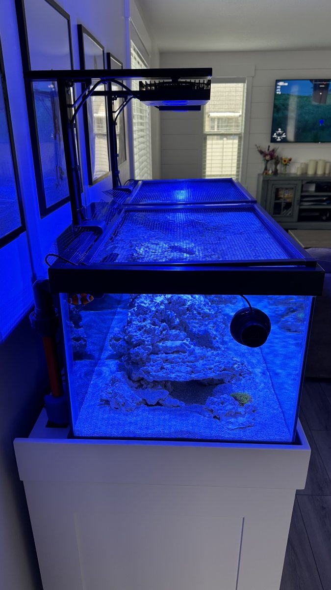Photo inspiration: Pathogens And Parasites In Reef Breeder Tanks Reference: Build Thread My First Reef Tank 60 Breeder Page 2