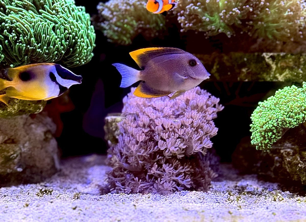POLL - Great Big Tank, Little Bitty Blenny: What's the biggest fish in ...