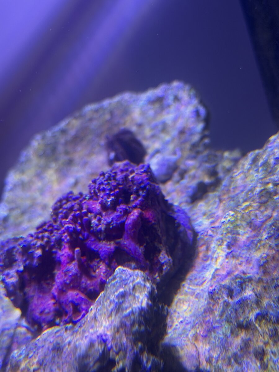 IMG_0742.jpeg
