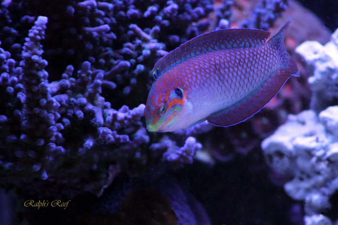 IMG_0743.jpg