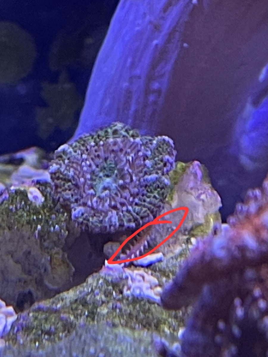 Transparent tube like thing? | Reef2Reef