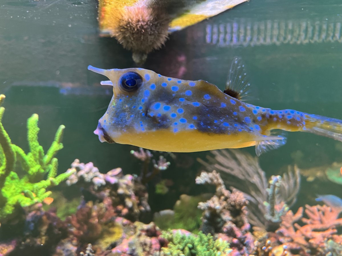 Large Build - Mrpontiac80 ‘s 180 gallon build | Page 10 | Reef2Reef