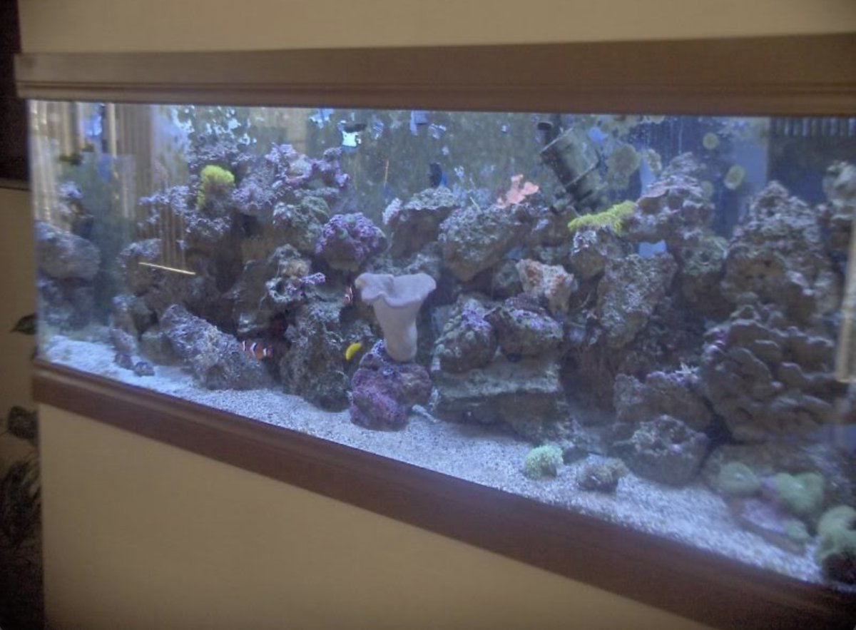 Throwback Thursday: Share a photo of your very first reef tank setup ... - Key Considerations In Reef Tank Design