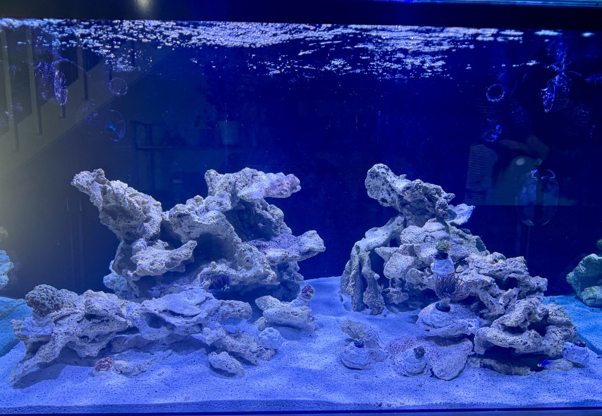 Looking for a peaceful algae eating fish… 185g 4’ Mixed reef | Reef2Reef