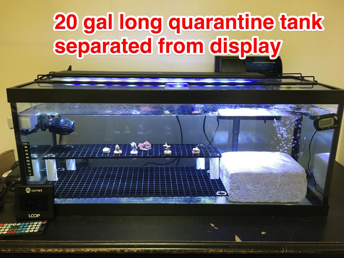 Build Thread - My transition from lifelong fresh water to reefing ...