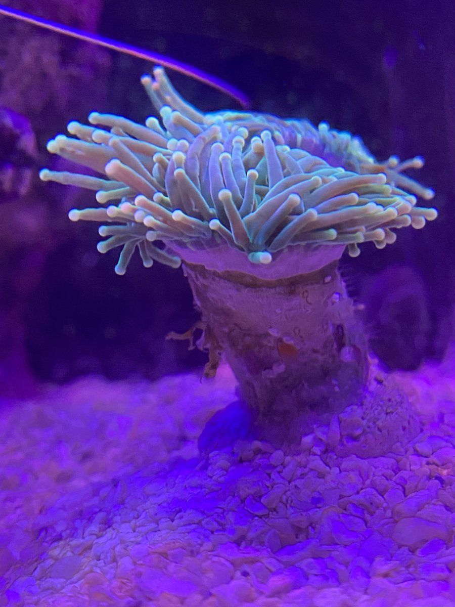 Torch Coral Clear Pod Parasites - eggs or something else?