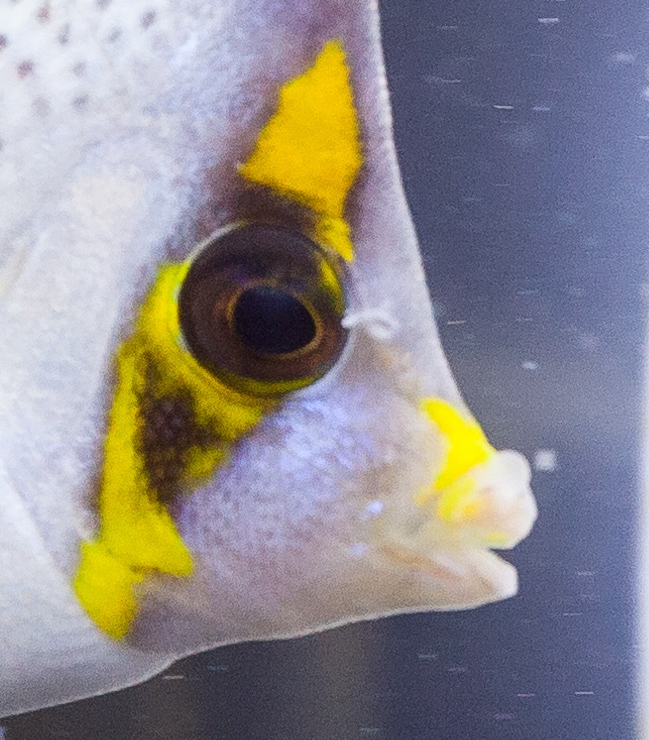 Help with new tinkeri | Reef2Reef