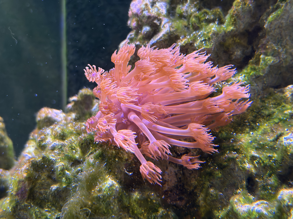 Build Thread - Kobi's Cosmic Reef - Waterbox 190.5 Build | Page 2 ...