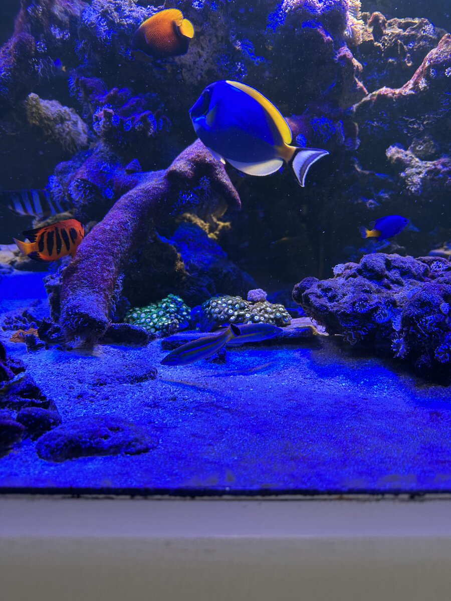 The Genus Pseudojuloides wrasses, AKA Pencil Wrasses | Reef2Reef