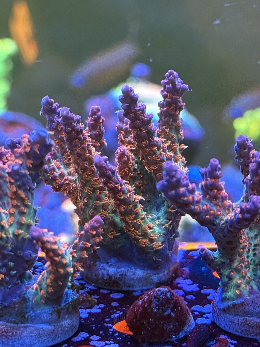 IMG_0801.jpeg