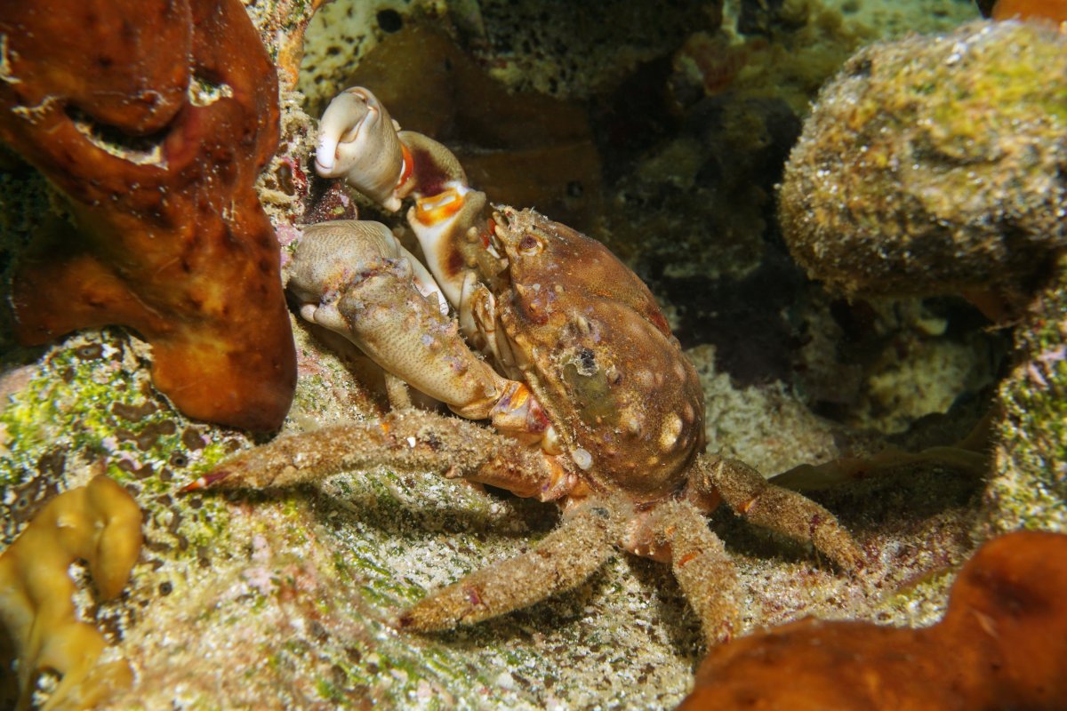 WHAT ARE YOU FAVORITE CUC MEMBERS | Reef2Reef