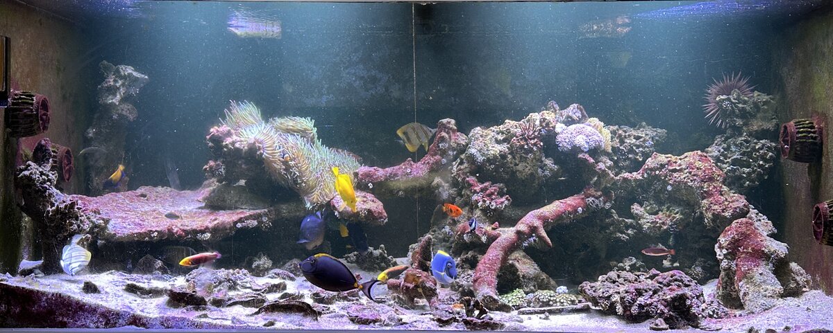 The Genus Pseudojuloides wrasses, AKA Pencil Wrasses | Reef2Reef