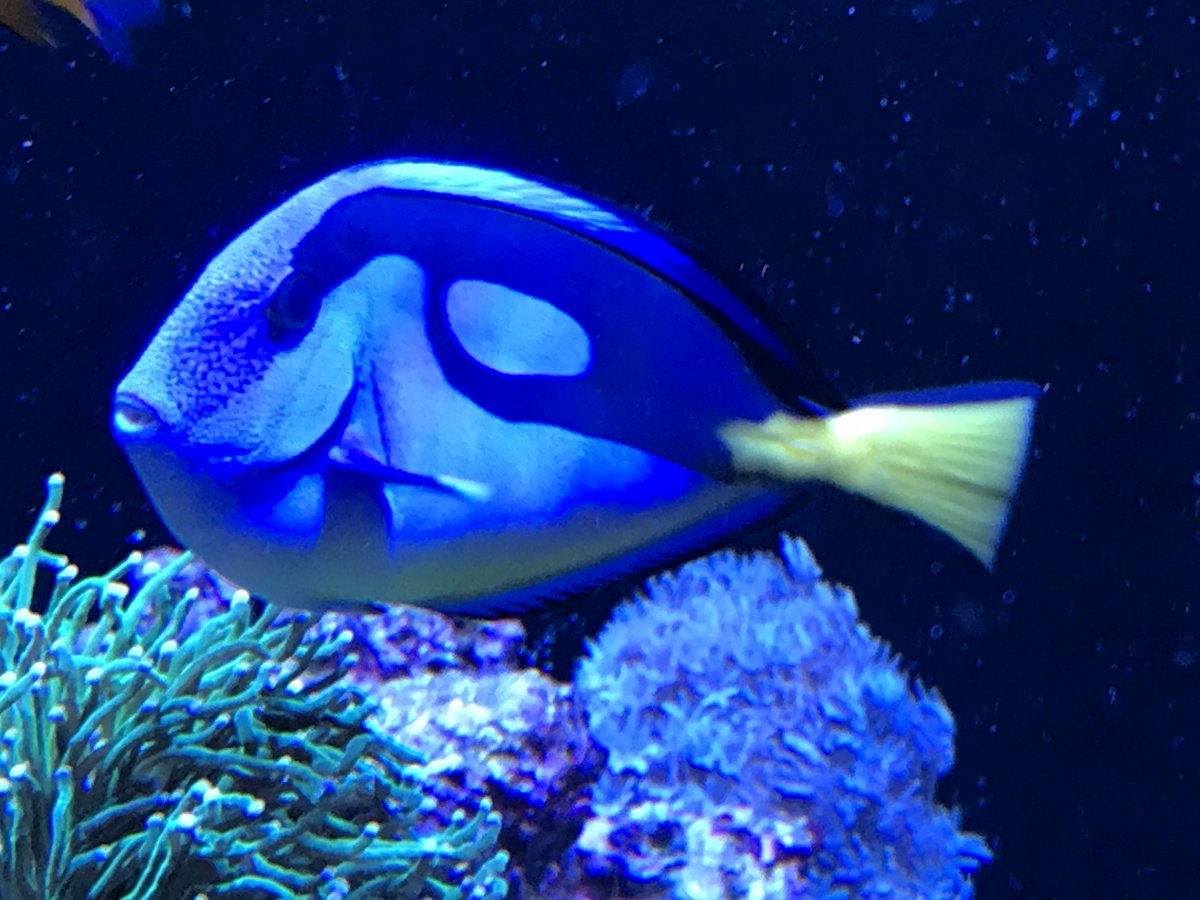 Monster Build - Shaun's 2000 Litre (530 USG) Living Reef & Red Sea Max ...