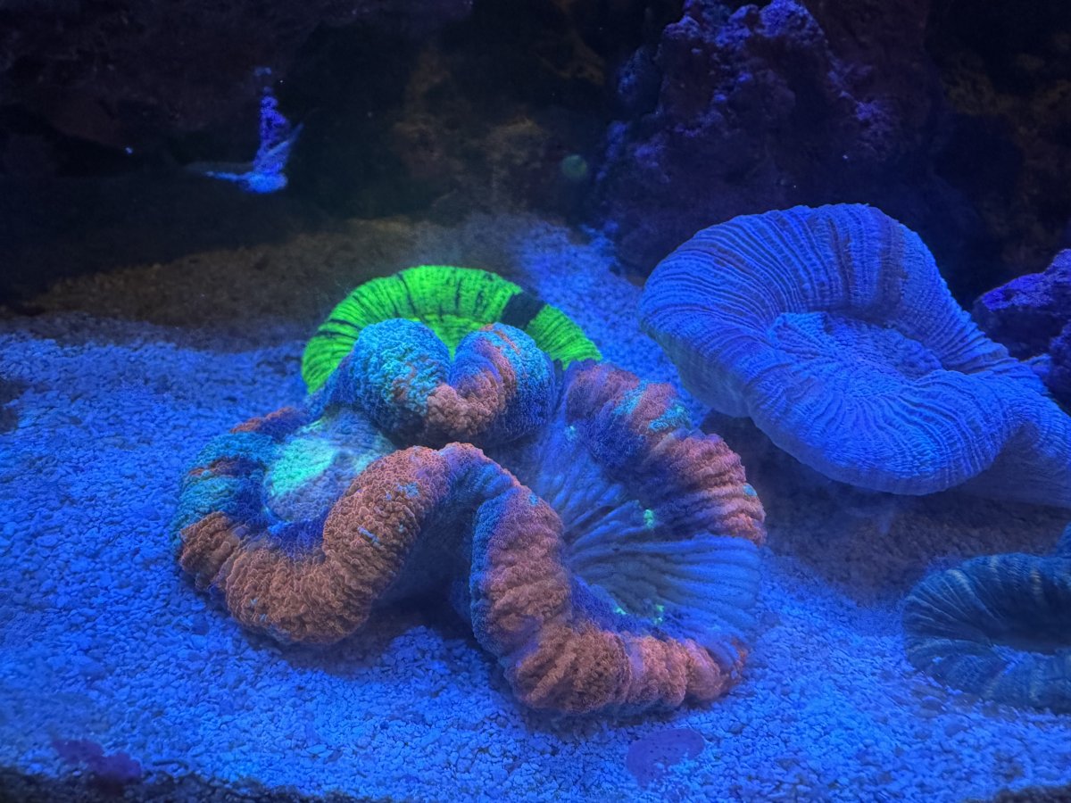 IMG_0820.jpeg