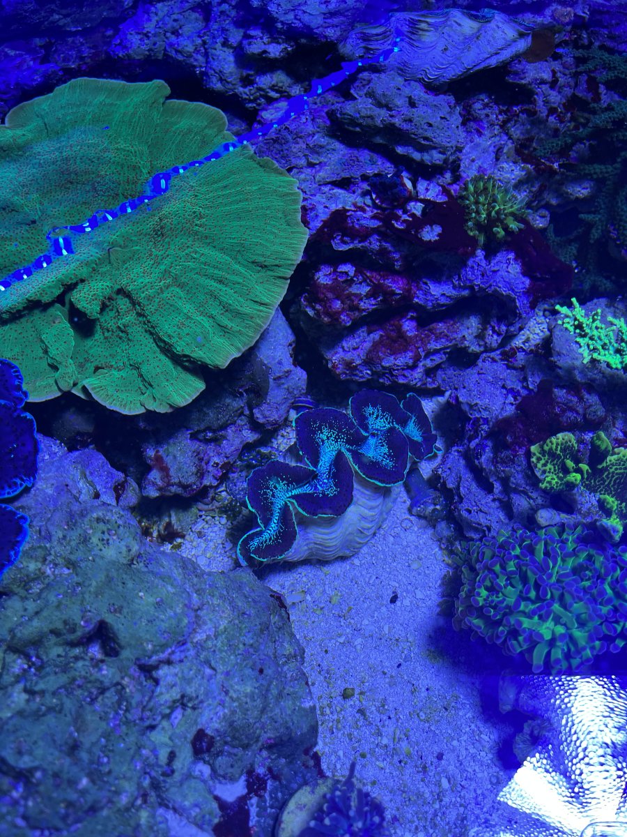 Indiana - Live Goods - 5” maxima’s in Indiana | REEF2REEF Saltwater and ...