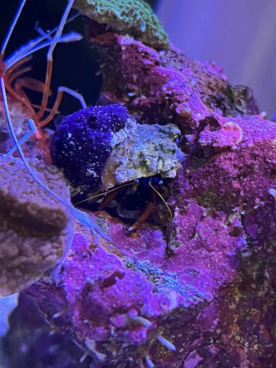 Purple growing on hermit crab shell | REEF2REEF Saltwater and Reef ...