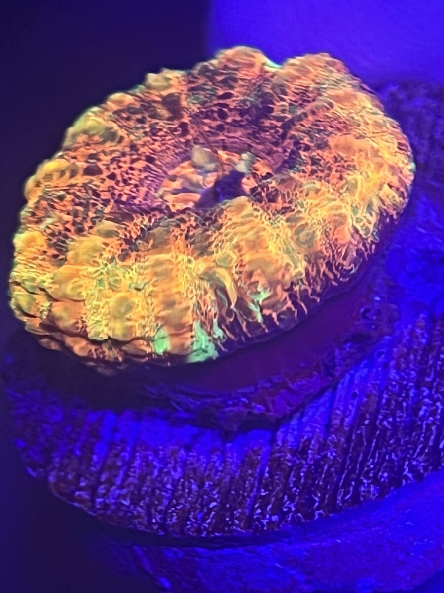 IMG_0841.jpeg