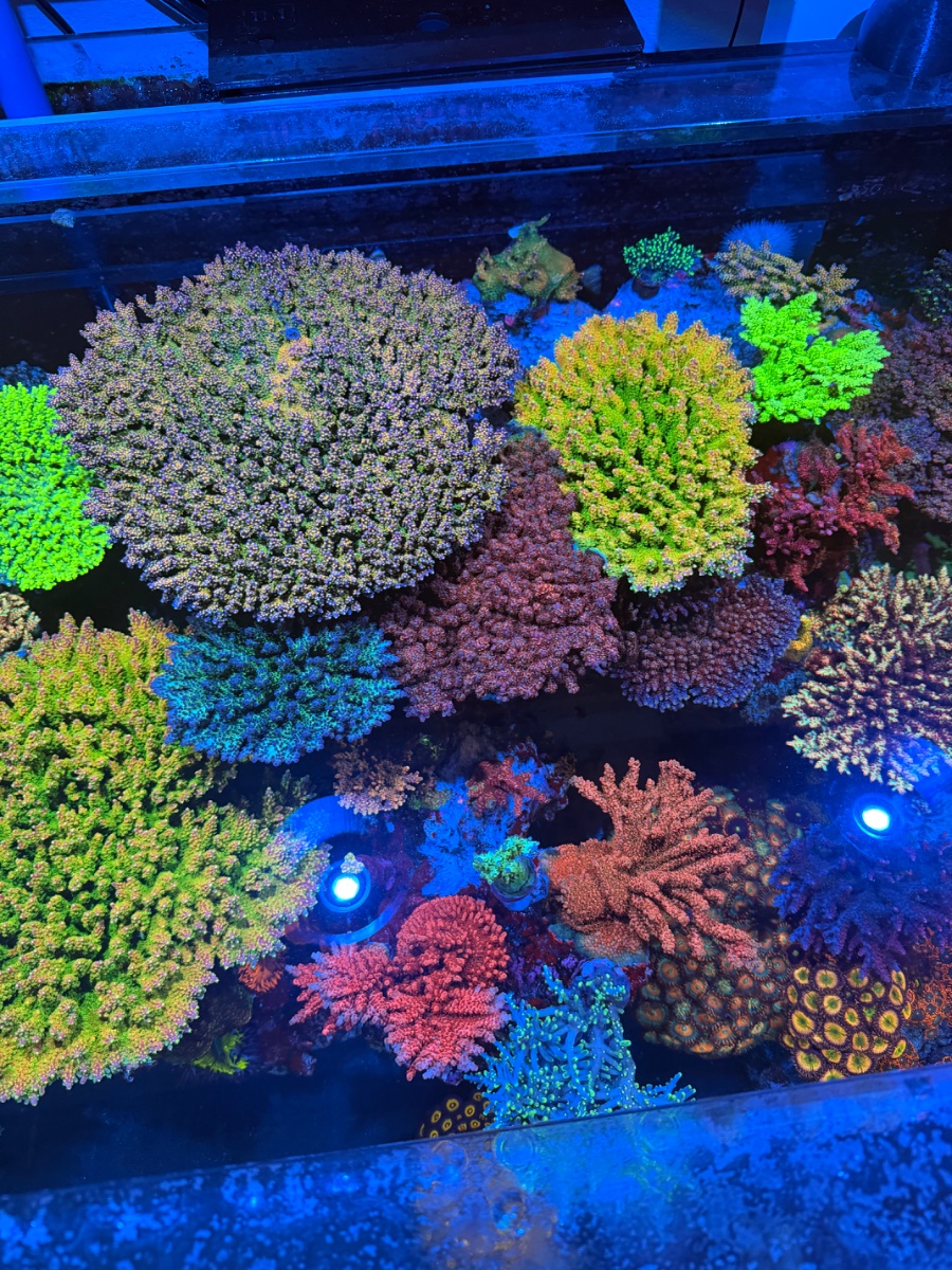 reefページ REEF OF THE MONTH AUGUST 2026 - BayAreaReef's 260g SPS heavy reef