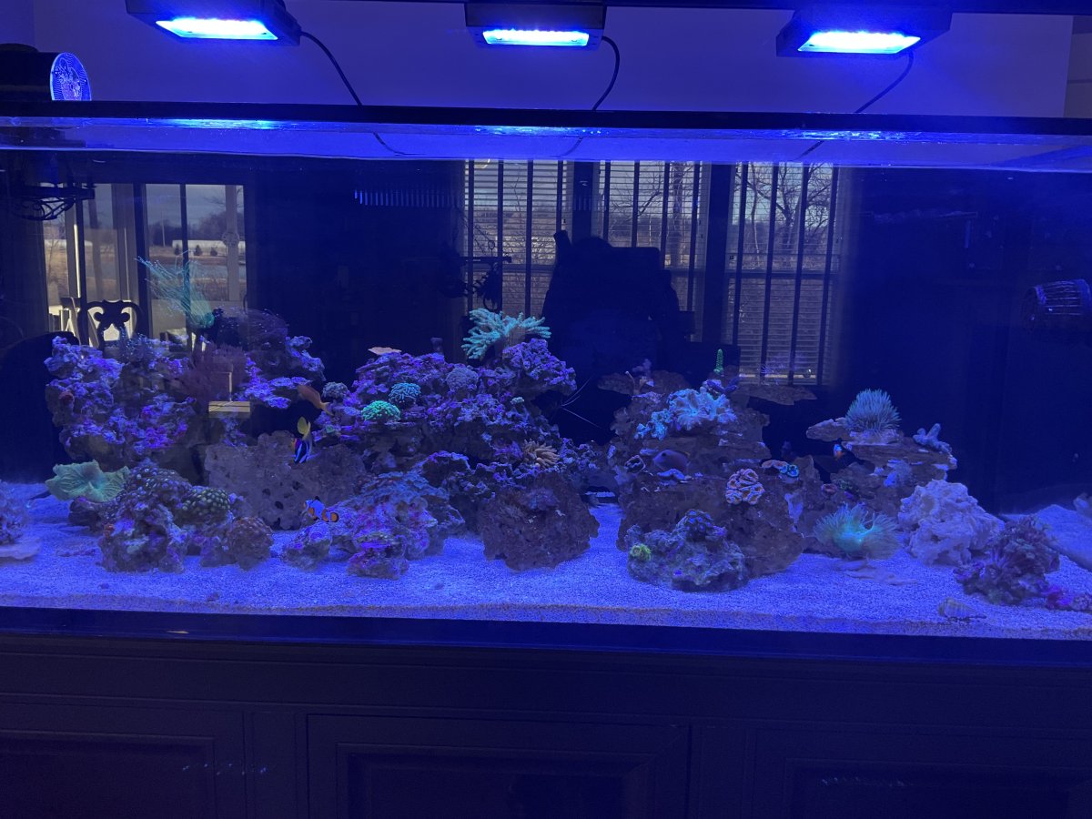Build Thread - Edsbeaker’s Build-Dedicated To The Lazy Reefer | Reef2Reef