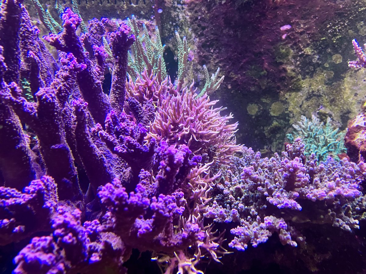 IMG_0874.jpeg