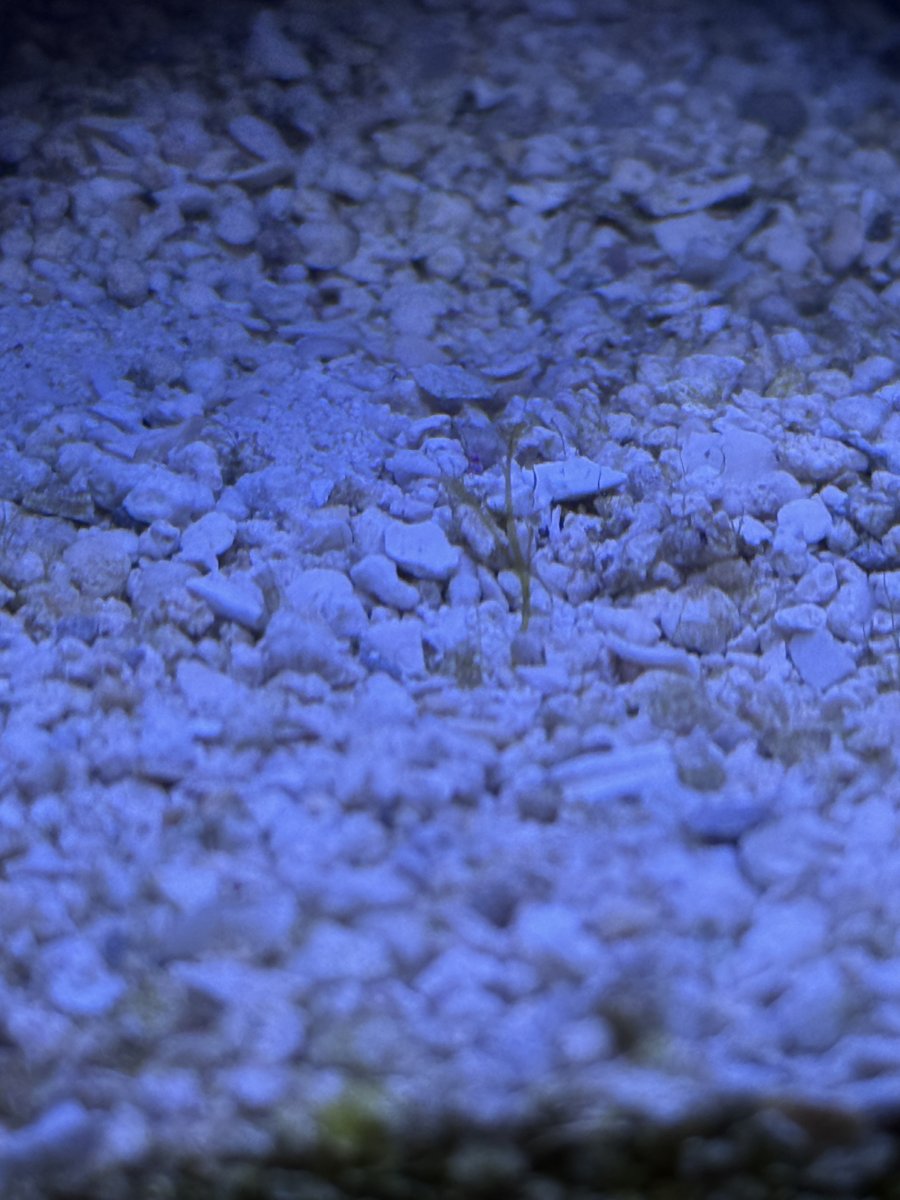 What is this plant in my substrate? | Reef2Reef