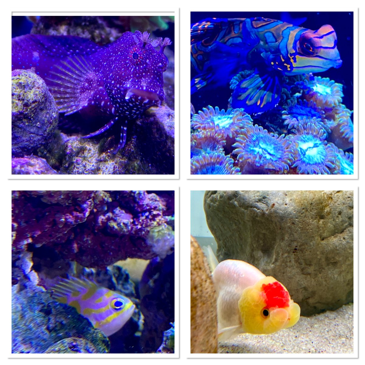 POTM - March 2024 POTM your 4 Nicest fish collage | Page 2 | Reef2Reef