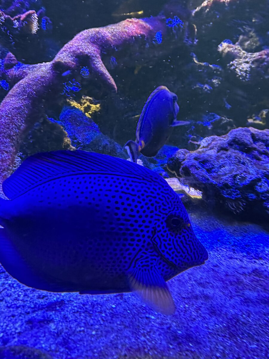 IMG_0898.jpeg