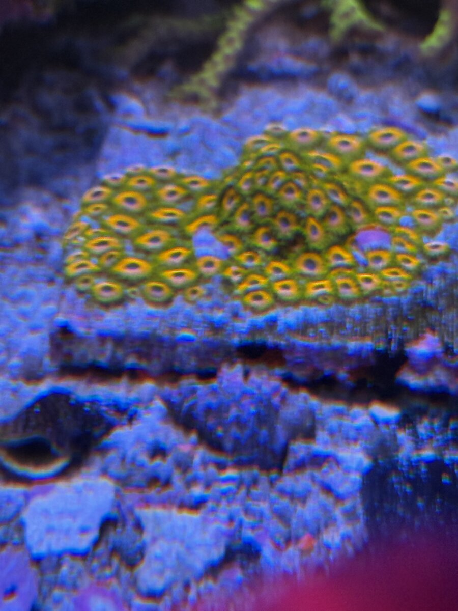IMG_0901.jpeg