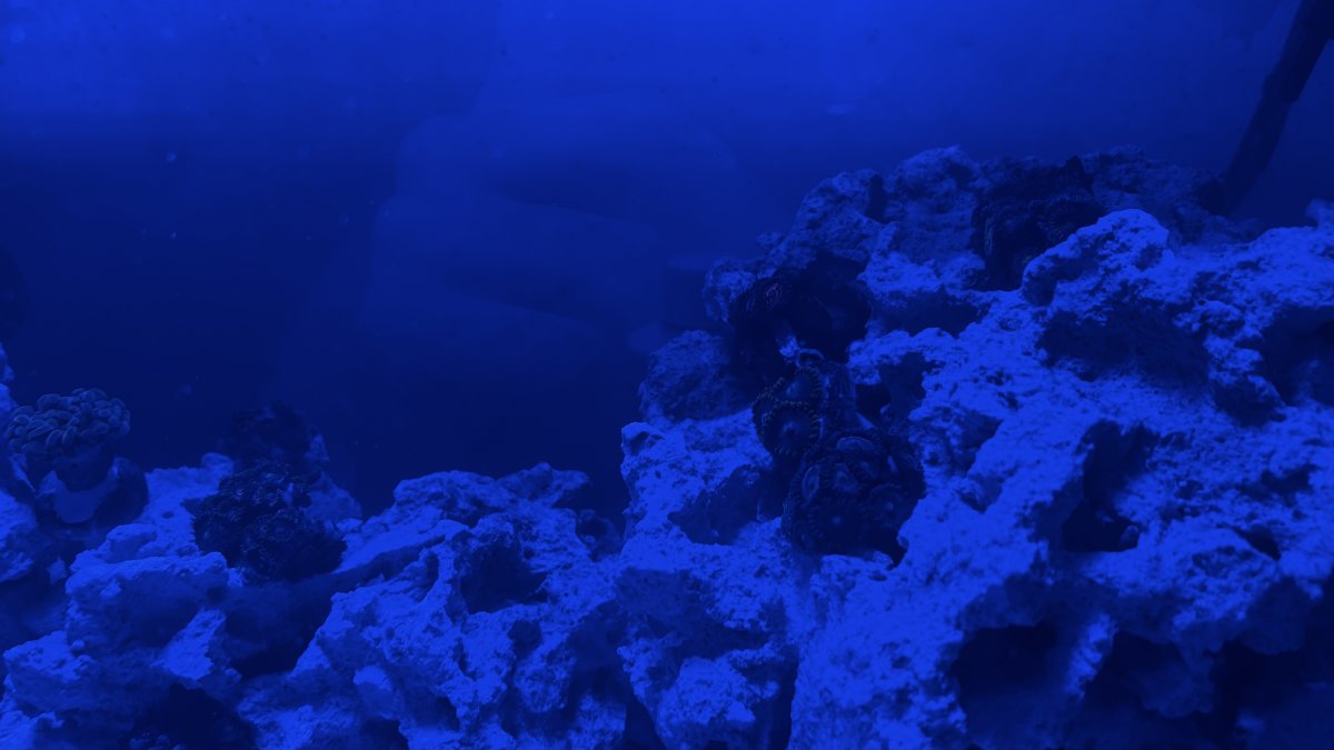IMG_0904.jpeg