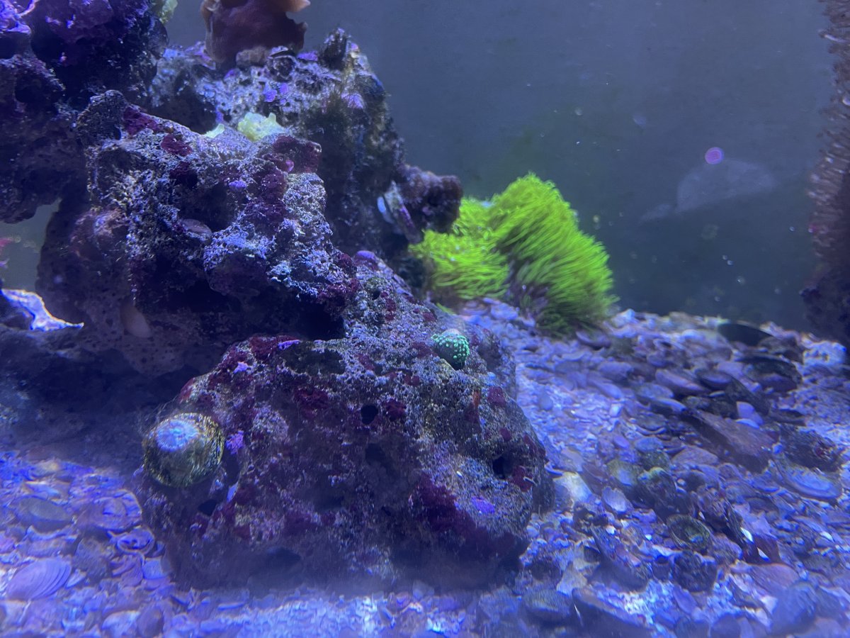 Toadstool help | Reef2Reef