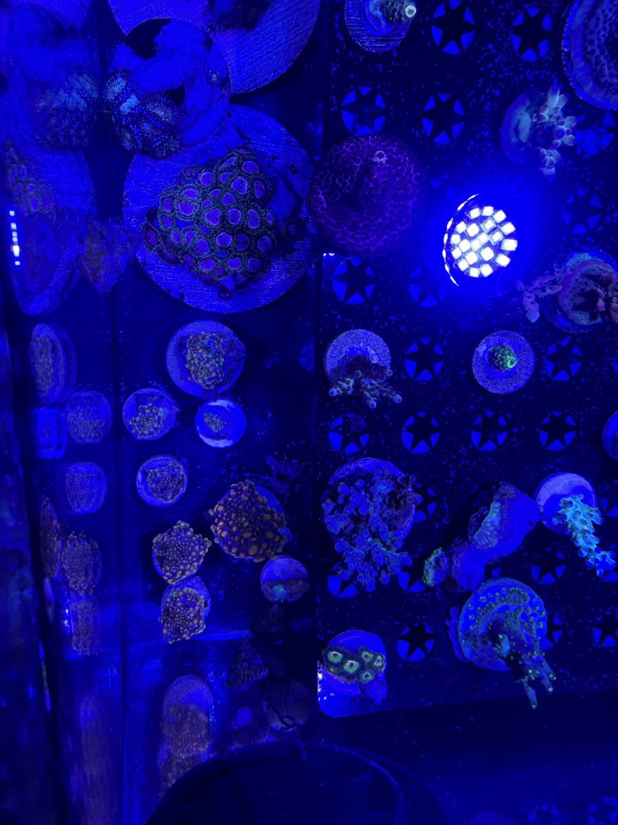 IMG_0909.jpeg