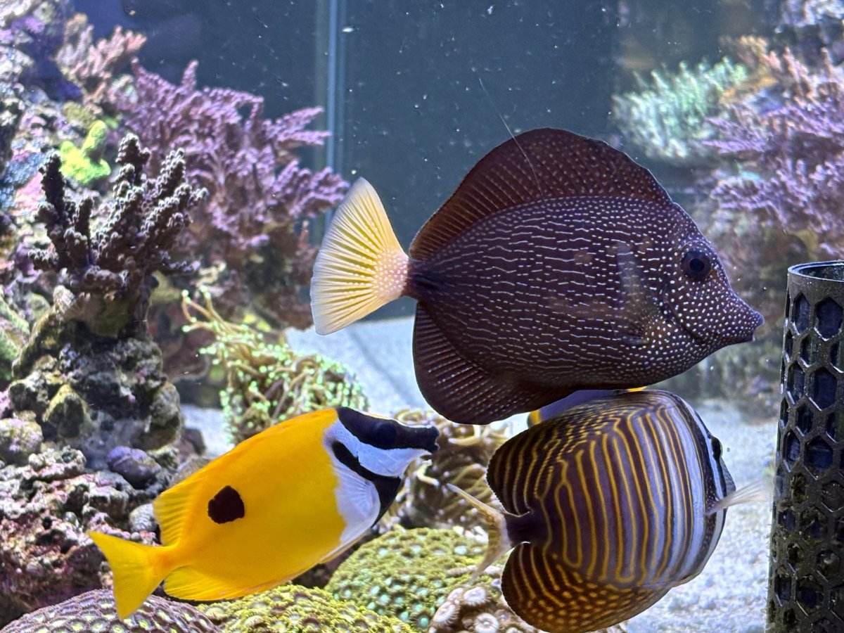 Large Build - Lubeck’s 265gal SPS Peninsula build | Page 29 | Reef2Reef