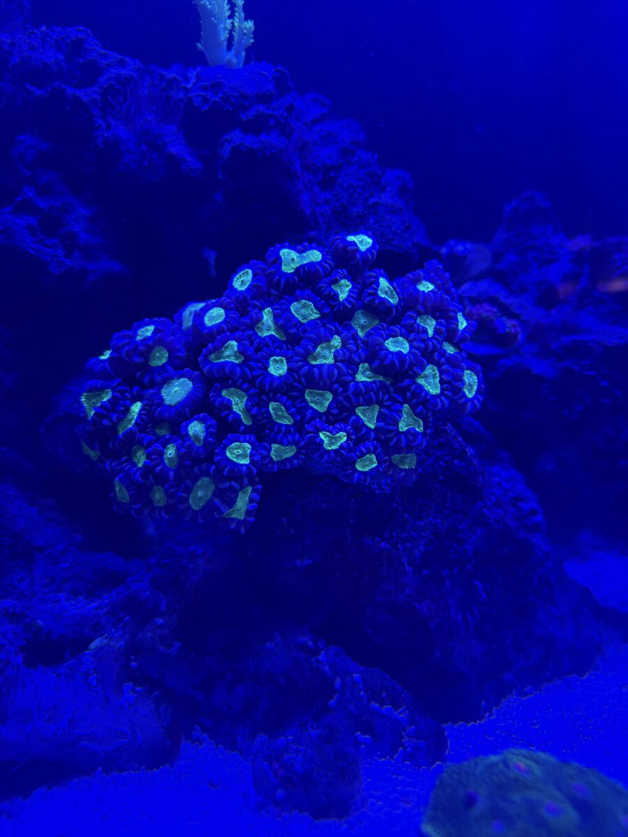 IMG_0911.jpeg