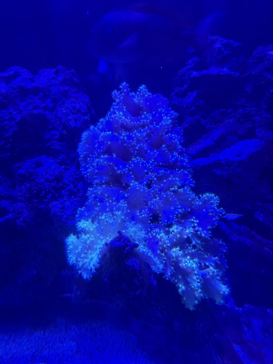 IMG_0915.jpeg