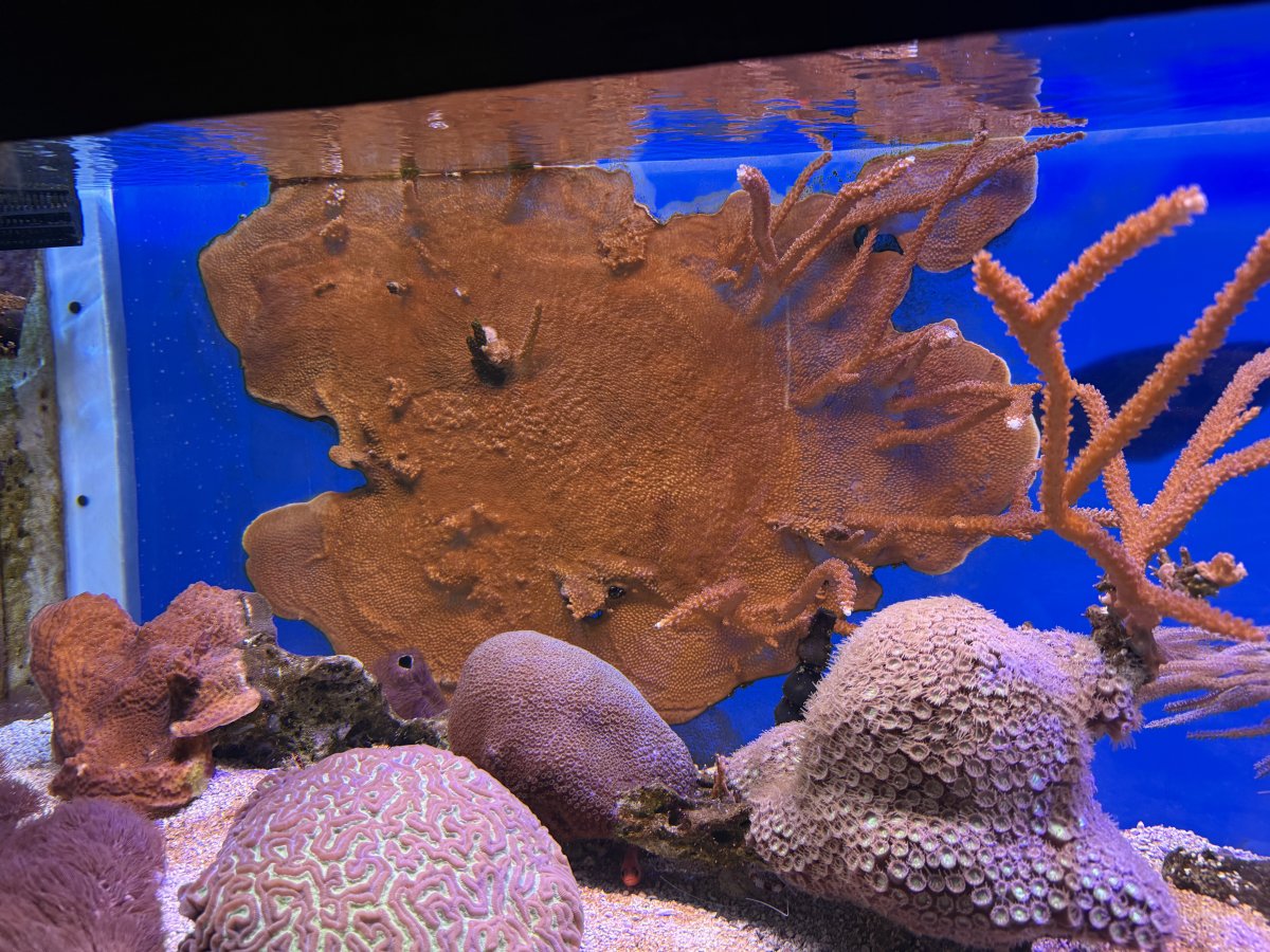 IMG_0917.jpeg