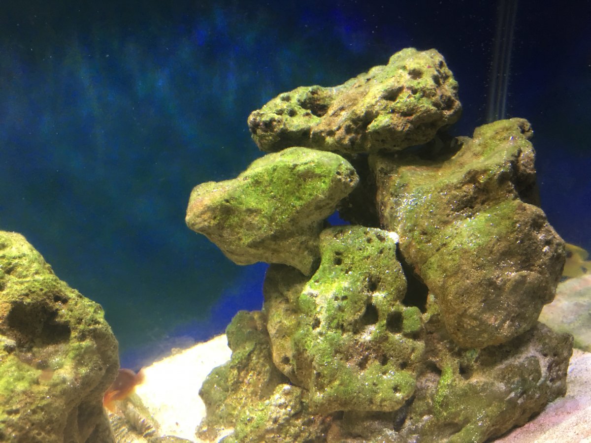 Identify green algae REEF2REEF Saltwater and Reef