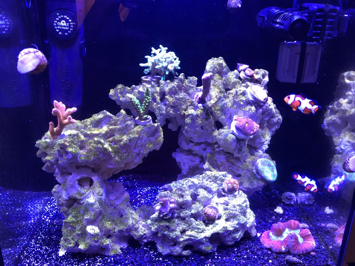 My journey in reef keeping 15 gal | Reef2Reef