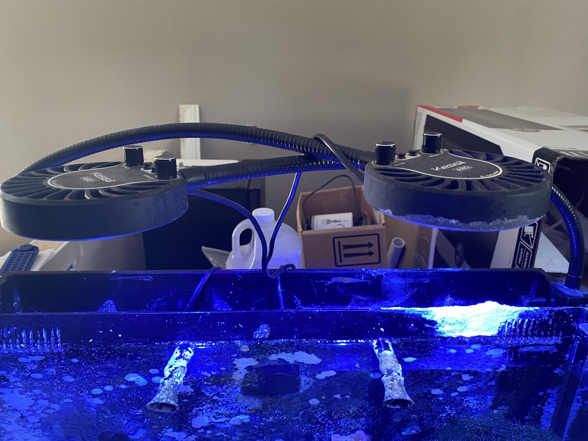 Indiana - Lighting - (2) Kessil A80 Tuna Blue with goosenecks