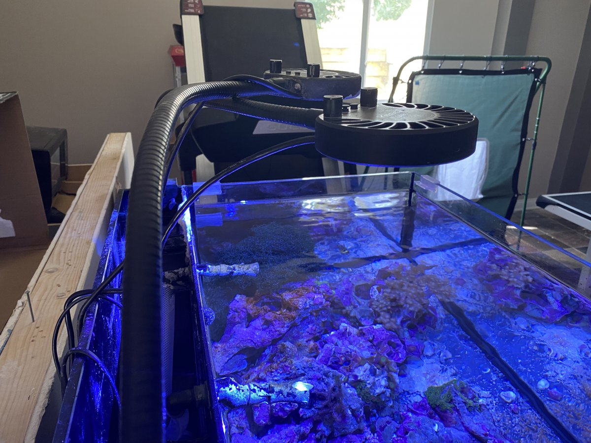 Indiana - Lighting - (2) Kessil A80 Tuna Blue with goosenecks
