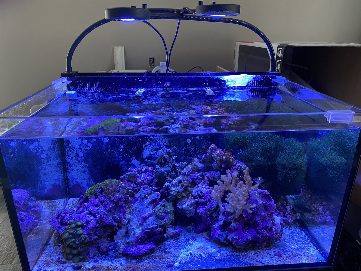 Indiana - Lighting - (2) Kessil A80 Tuna Blue with