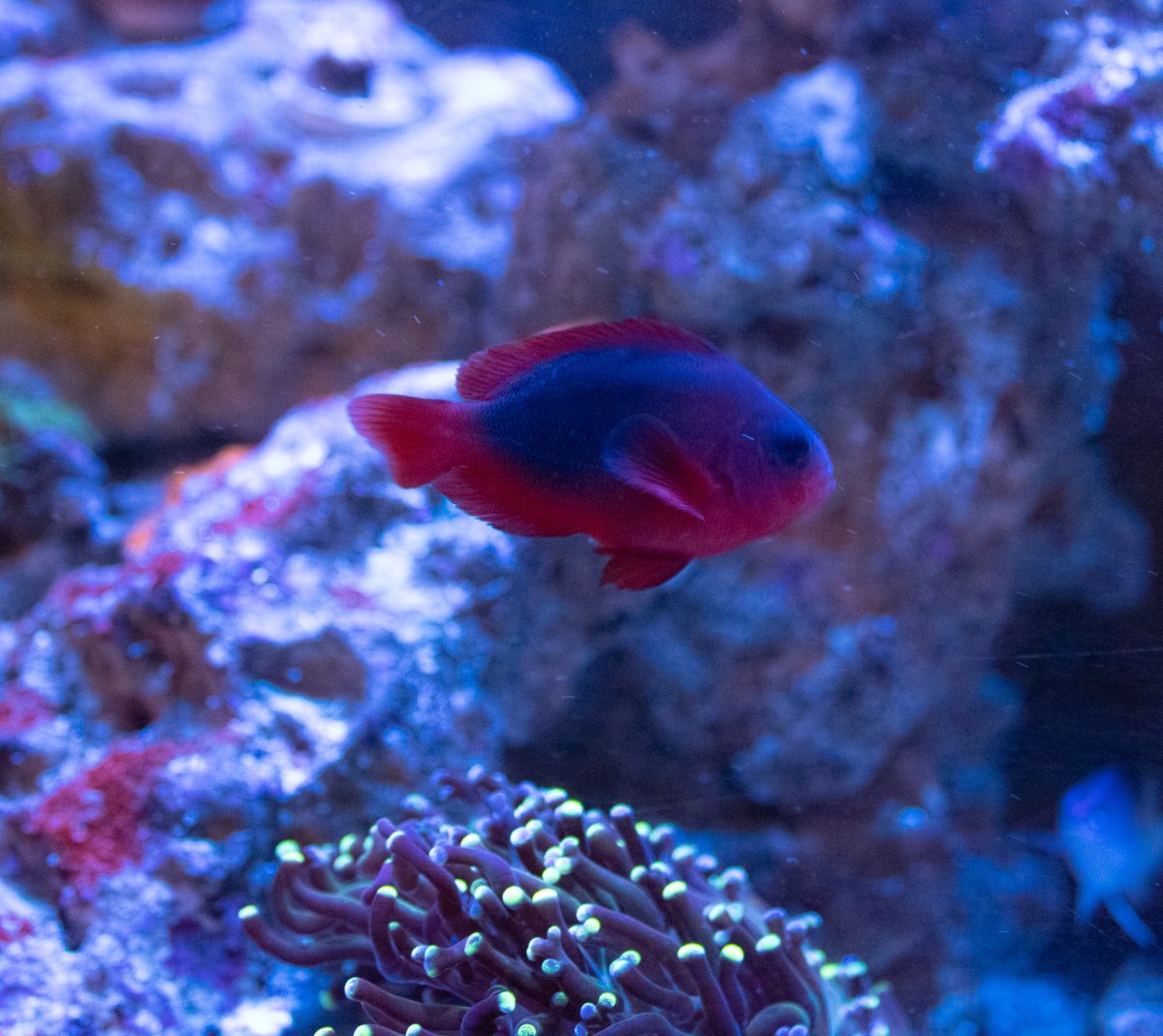 QUESTION OF THE DAY - Can a clownfish be taught NOT to bite the hand ...