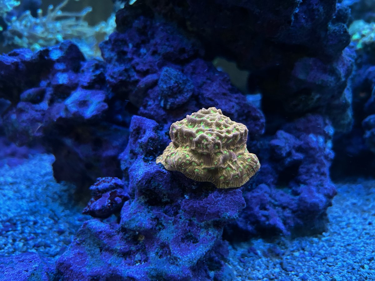 IMG_0939.jpeg